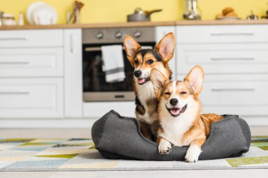 Evdeki mutfağında evcil hayvan yatağı olan şirin Corgi köpekleri.