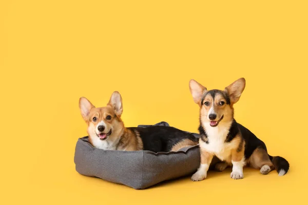 Niedliche Corgi Hunde Mit Haustierbett Auf Farbigem Hintergrund — Stockfoto