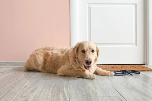 Cute Labrador dog with lead in hall