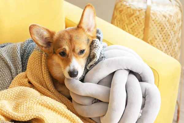 Cão Corgi Bonito Descansando Poltrona Casa — Fotografia de Stock