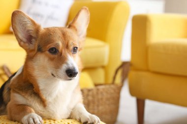 Evde şirin bir Corgi köpeği var.