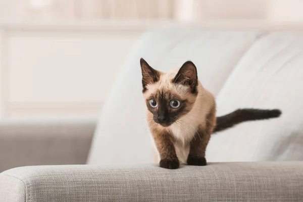 Lindo Gato Tailandés Sofá Casa — Foto de Stock