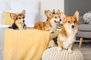 Evdeki yatak odasında şirin Corgi sosisleri.