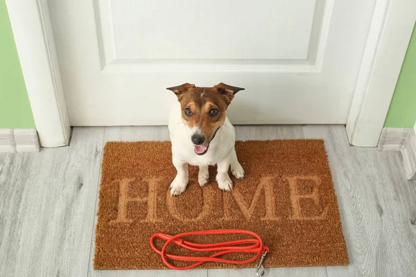 Cute Jack Russel Terrier Lead Hall — Stock Photo, Image