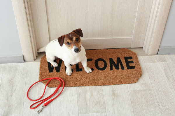 Cute Jack Russel terrier with lead in hall