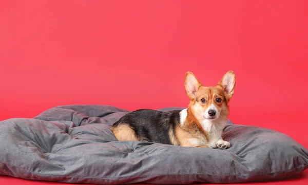 Cute Corgi Dog Pet Bed Color Background — Stock Photo, Image