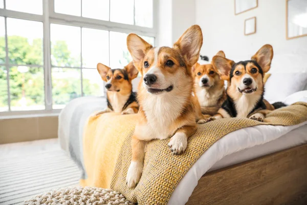 Aranyos Corgi Kutyák Pihen Ágyon Otthon — Stock Fotó