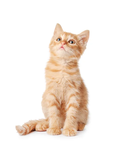 Beyaz Arka Planda Sevimli Komik Kedi Yavrusu — Stok fotoğraf