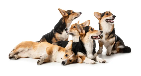 Lindos Perros Corgi Sobre Fondo Blanco — Foto de Stock