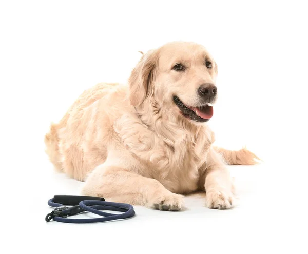 Niedlicher Labrador Hund Mit Leine Auf Weißem Hintergrund — Stockfoto