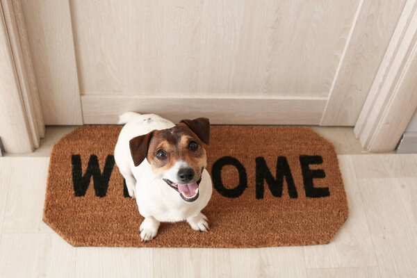 Cute Jack Russel terrier in hall