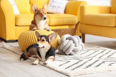 Evde şirin Corgi köpekleri var.