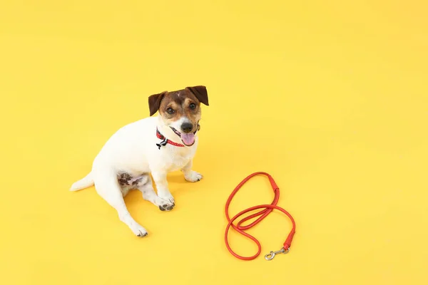 Cute Jack Russel Terrier Lead Color Background — Stock Photo, Image