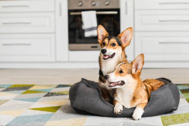 Evdeki mutfağında evcil hayvan yatağı olan şirin Corgi köpekleri.