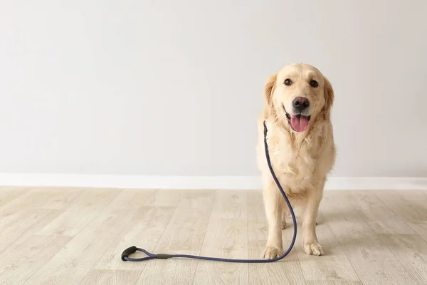 Anjing Labrador Imut Dengan Timah Dalam Ruangan — Stok Foto