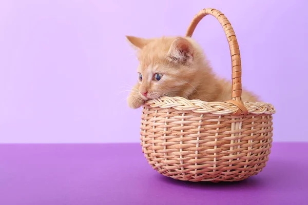 Cute Funny Kitten Basket Color Background — Stock Photo, Image