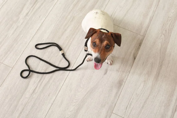 Sød Jack Russel Terrier Med Bly Indendørs - Stock-foto