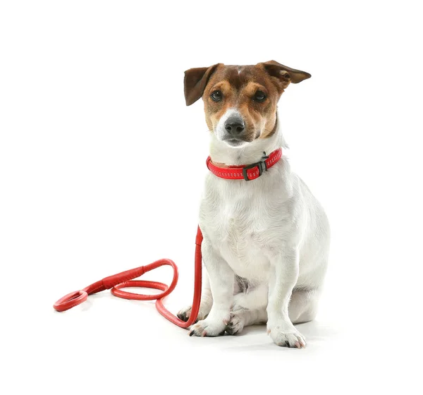 Bonito Jack Russel Terrier Com Chumbo Sobre Fundo Branco — Fotografia de Stock