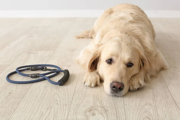 Lindo Perro Labrador Con Plomo Interior — Foto de Stock