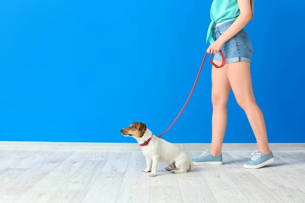 Young Woman Cute Dog Indoors — Stock Photo, Image