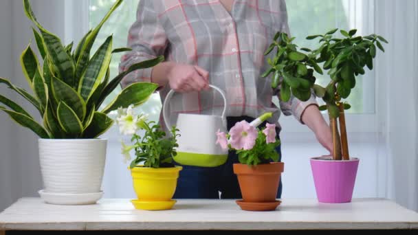 Woman Pouring Water Houseplants Home — Stock Video