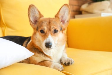 Evdeki kanepede dinlenen sevimli Corgi köpeği.