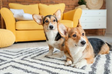 Evde şirin Corgi köpekleri var.