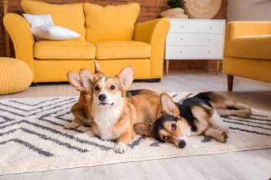 Evde yerde yatan şirin Corgi köpekleri.