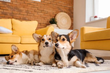 Evde yerde yatan şirin Corgi köpekleri.