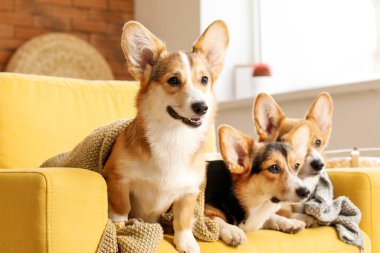 Şirin Corgi köpekleri evdeki koltukta dinleniyor.