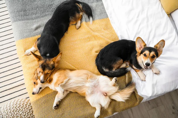 Aranyos Corgi Kutyák Pihen Ágyon Otthon — Stock Fotó