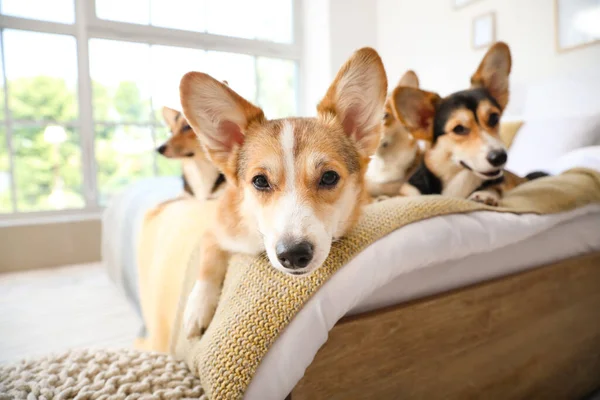 Aranyos Corgi Kutyák Pihen Ágyon Otthon — Stock Fotó