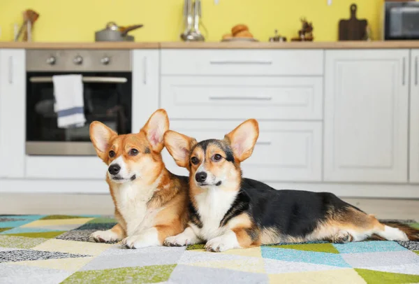 Anjing Corgi Lucu Dapur Rumah — Stok Foto