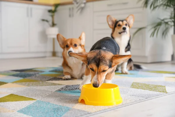 Aranyos Corgi Kutya Ivóvíz Tálból Otthon Konyhában — Stock Fotó