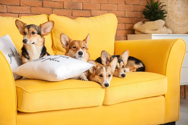 Cães Corgi Bonito Descansando Sofá Casa — Fotografia de Stock