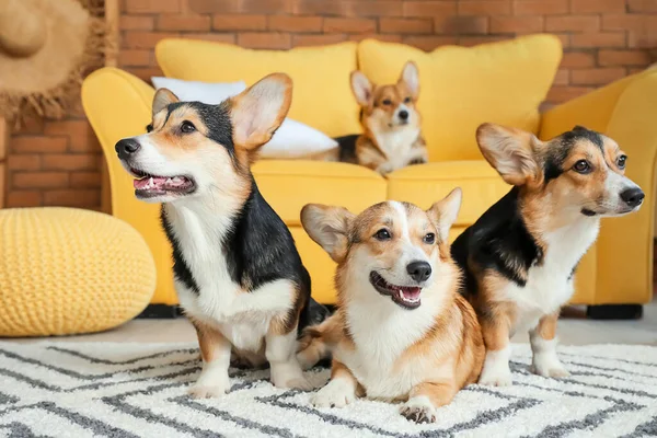 Cute corgi dogs at home