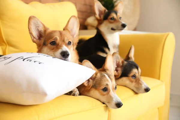 Cães Corgi Bonito Descansando Sofá Casa — Fotografia de Stock