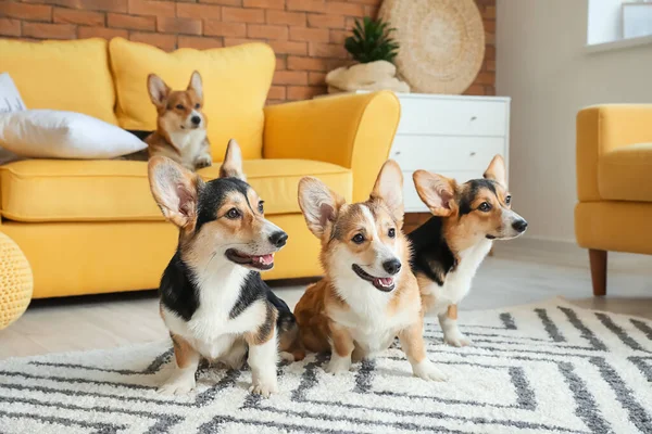 Cute Corgi Dogs Home — Stock Photo, Image