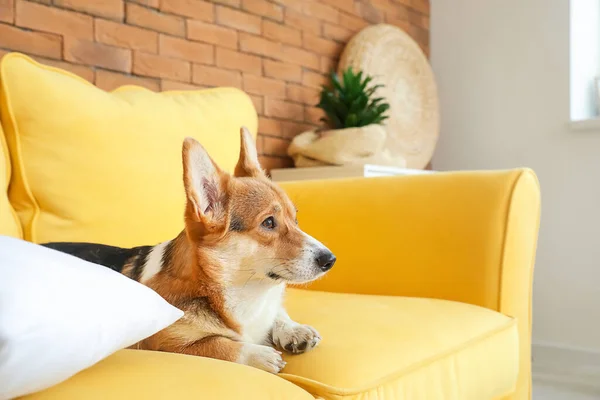 Cão Corgi Bonito Descansando Sofá Casa — Fotografia de Stock