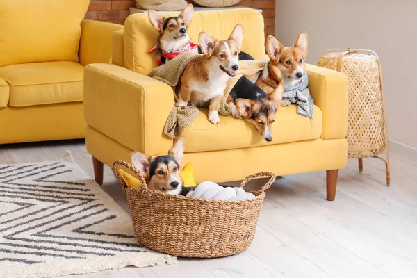 Cute Corgi Dogs Home — Stock Photo, Image