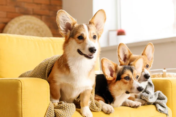 Cute Corgi Dogs Resting Armchair Home — Stock Photo, Image
