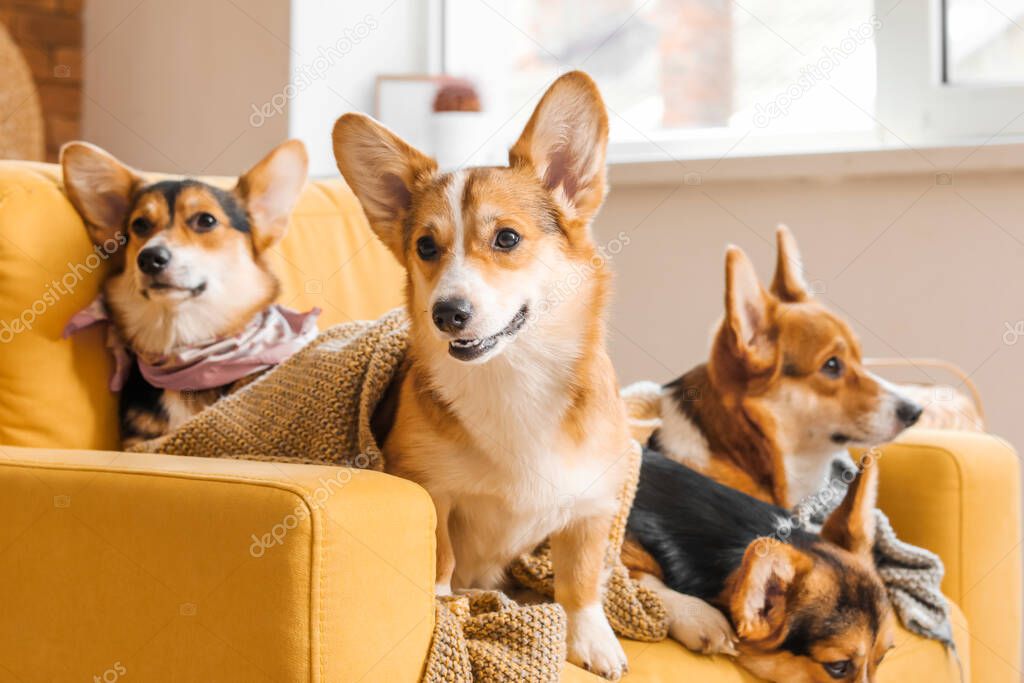 Cute corgi dogs resting in armchair at home