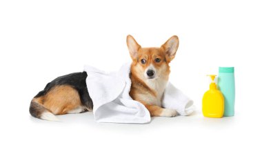 Beyaz arka planda havlusu ve şampuanı olan şirin bir Corgi köpeği.