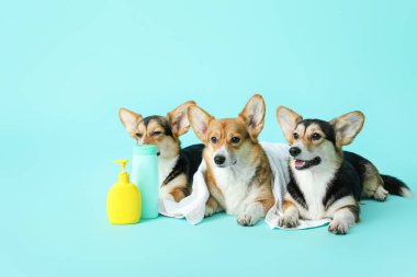 Havlu ve renk arkaplanda şampuanı olan şirin corgi köpekleri.