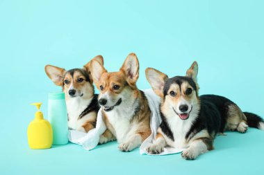 Havlu ve renk arkaplanda şampuanı olan şirin corgi köpekleri.