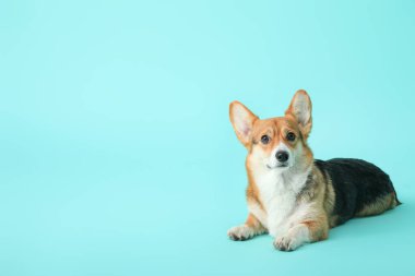 Renkli arkaplanda şirin corgi köpeği