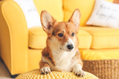 Evde şirin bir Corgi köpeği var.