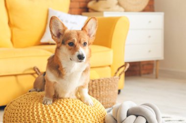 Evde şirin bir Corgi köpeği var.