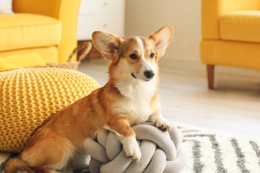 Evde şirin bir Corgi köpeği var.