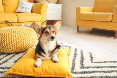 Evde şirin bir Corgi köpeği var.